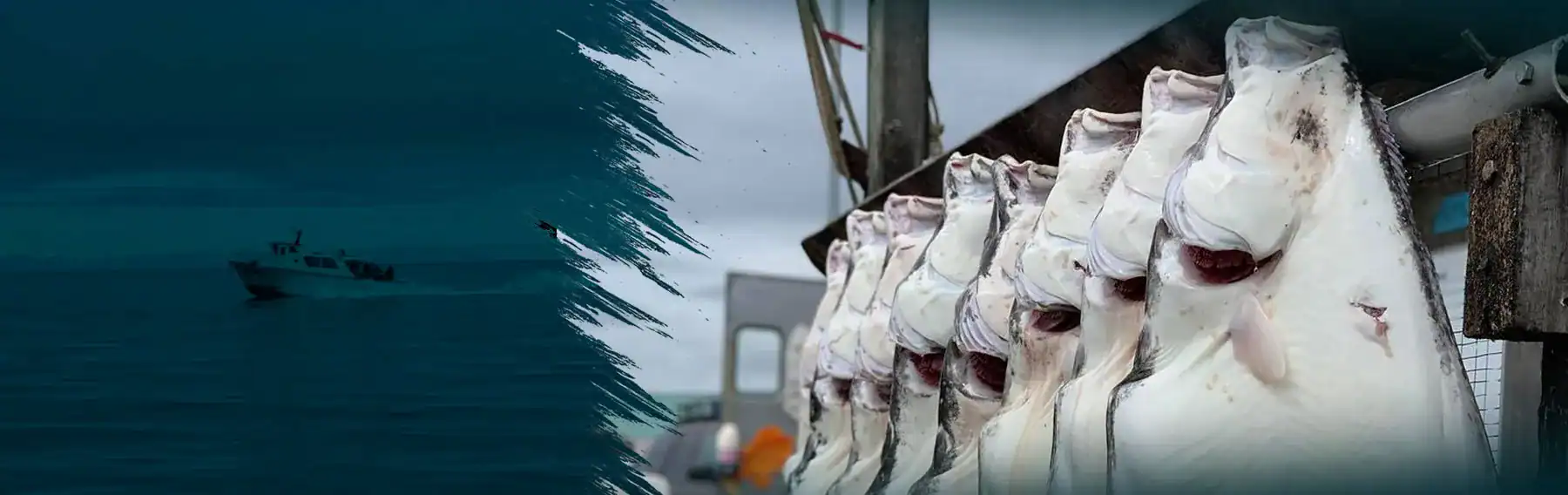 halibut-banner